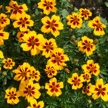 Marigold Seed