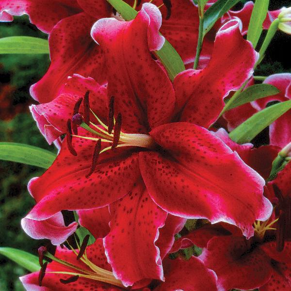 Lilium - Oriental Lily Rio Negro: 3 Bulbs