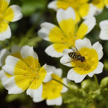 Poached Egg Plant Seed