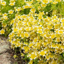 Poached Egg Plant Seed