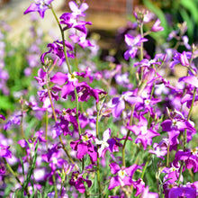 Stock Scented Seed