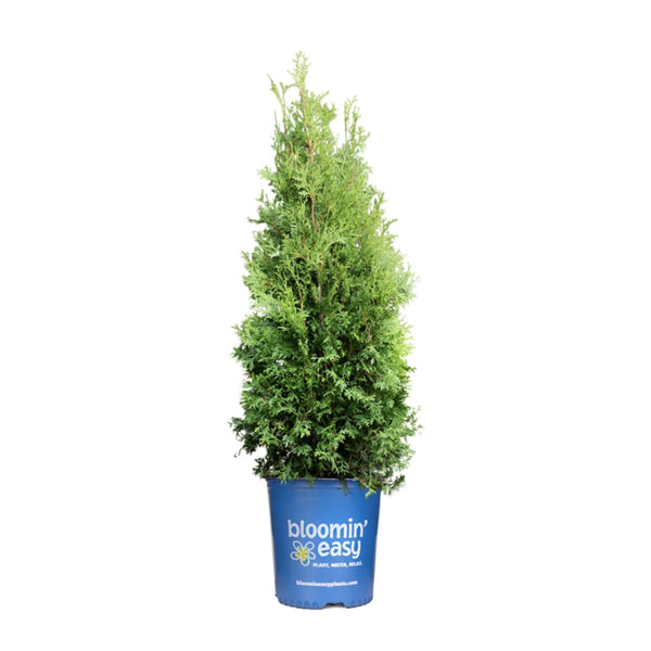 Private Jet™ Arborvitae