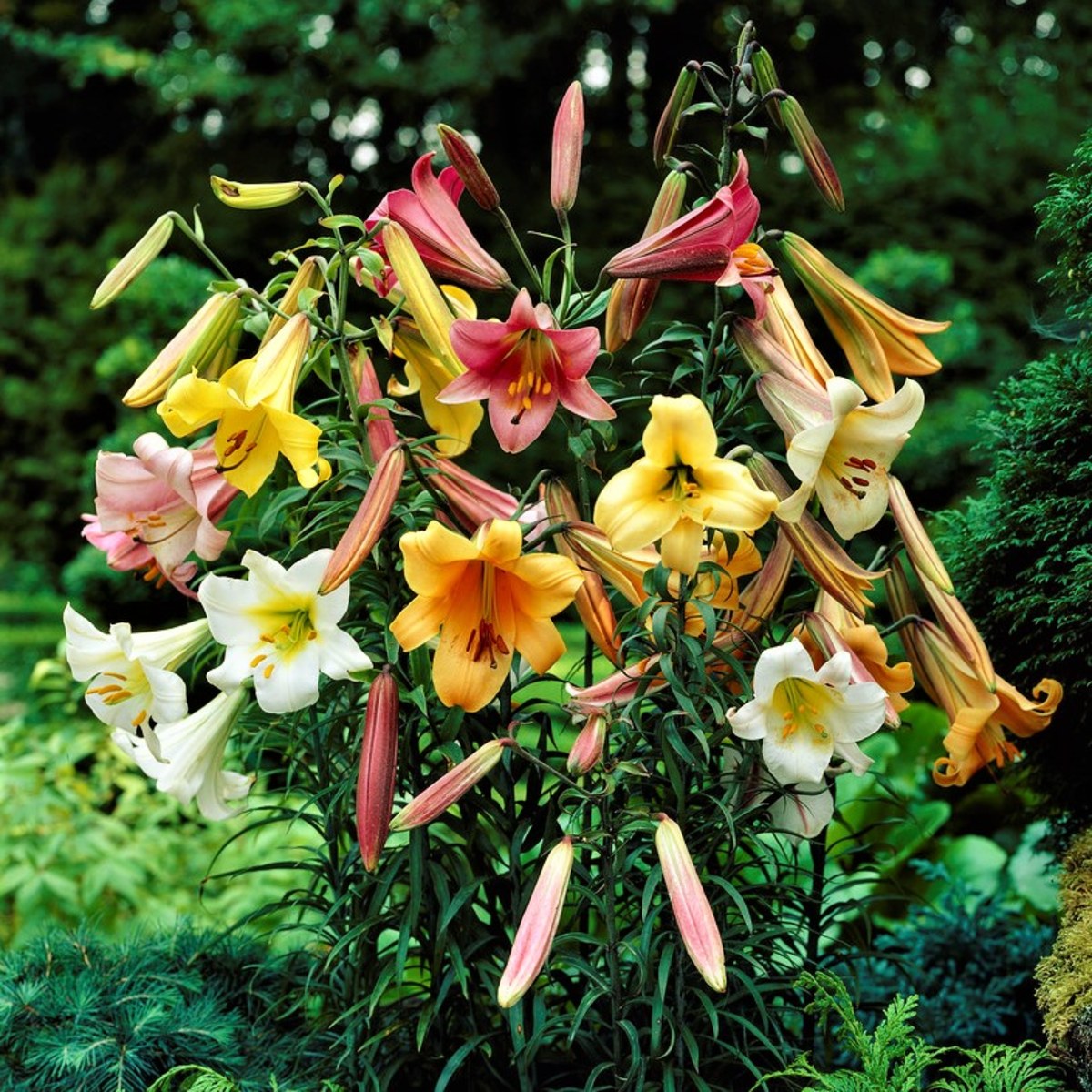 Lilium - Trumpet Lily Big Band Collection: 4 bulbs