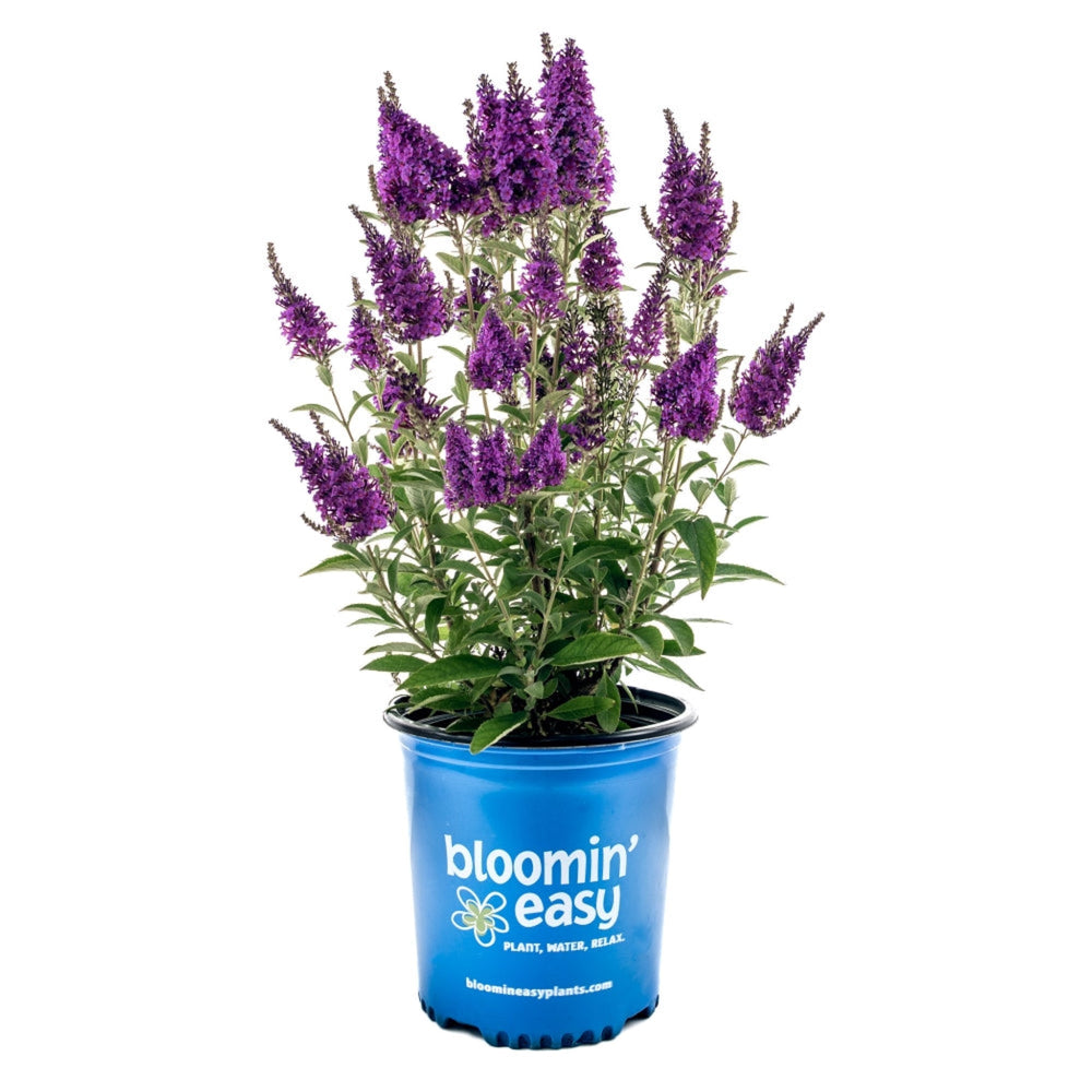 Birthday Cake® Butterfly Bush