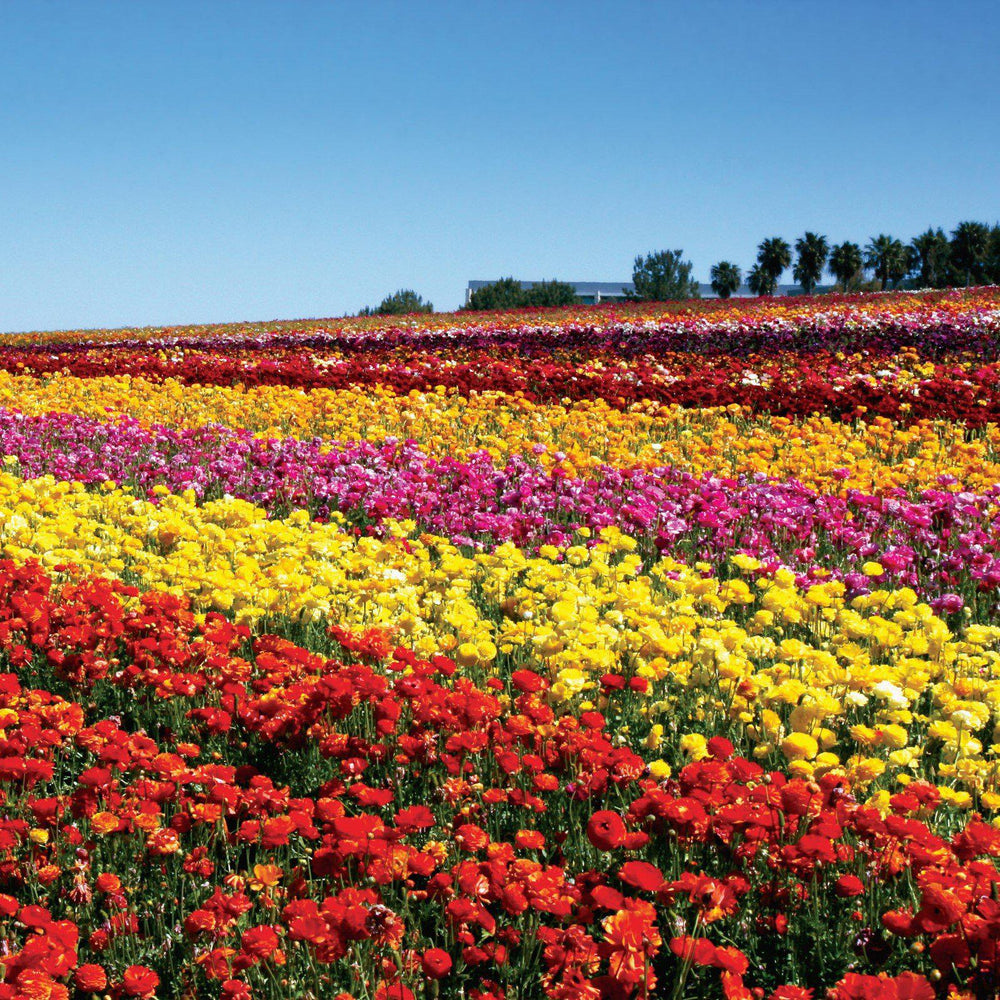 Ranunculus - Tecolote Red: 10 Corms