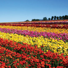 Ranunculus - Tecolote Red: 10 Corms