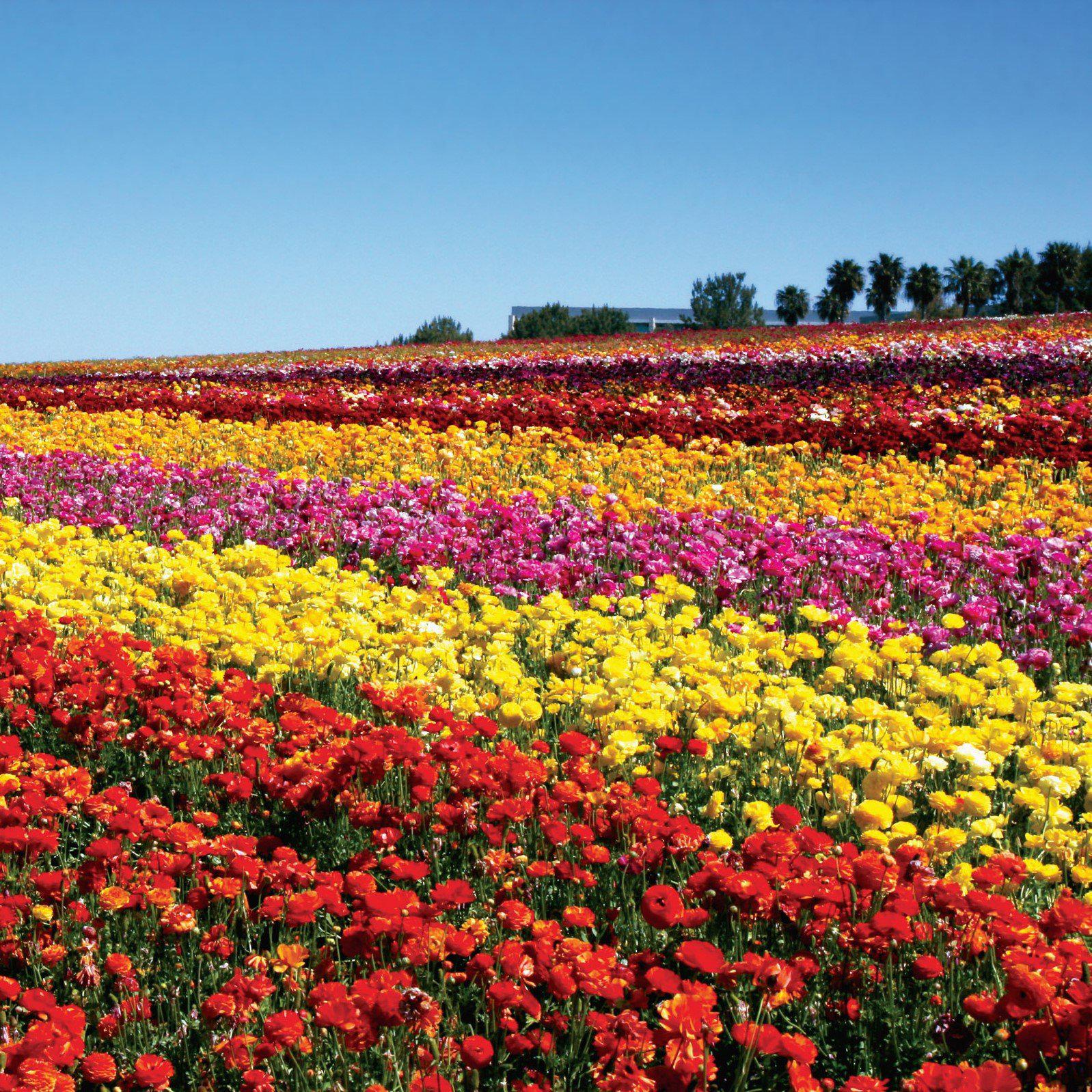Ranunculus - Tecolote Red: 10 Corms