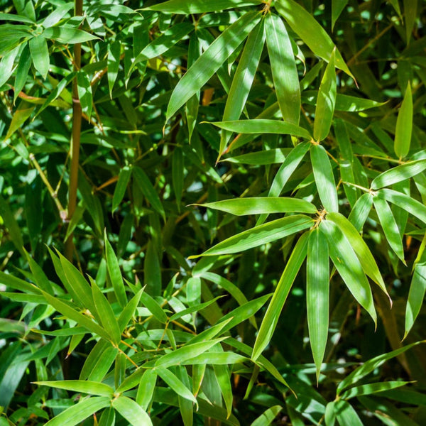 Fernleaf Multiplex Bamboo