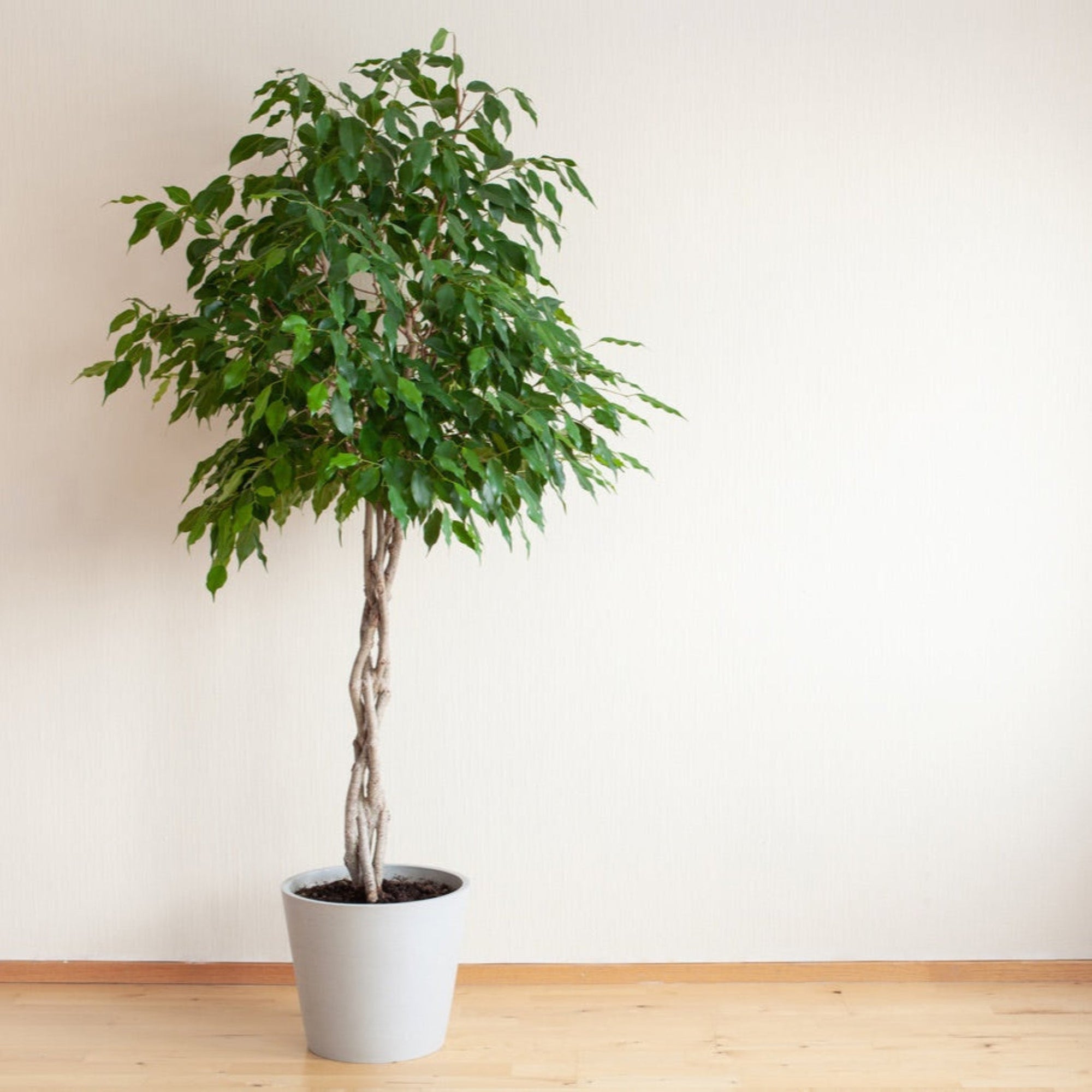 Braided Benjamina Ficus
