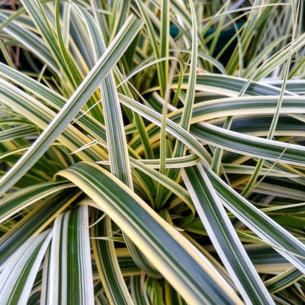 Carex Feather Falls™