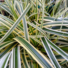 Carex Feather Falls™