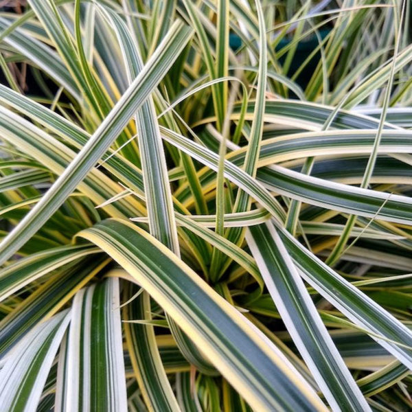 Carex Feather Falls™