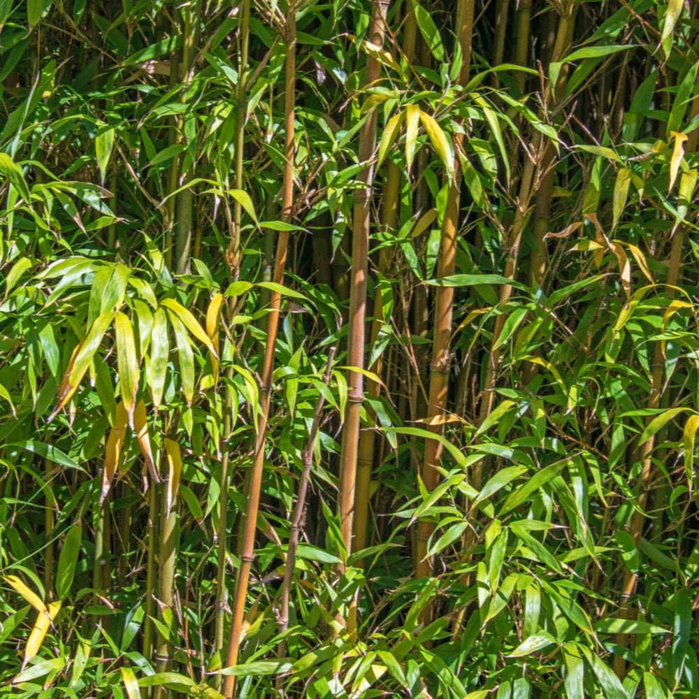 Alphonse Karr Bamboo