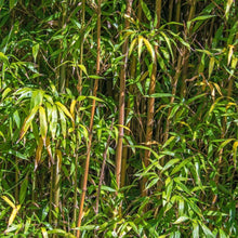Alphonse Karr Bamboo