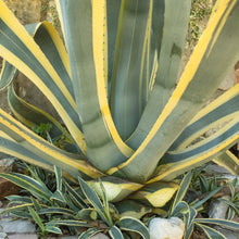 Agave Americana ‘Variegata’