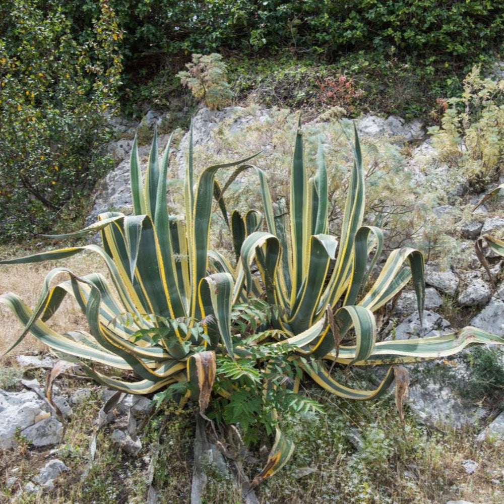Agave Americana ‘Variegata’