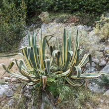 Agave Americana ‘Variegata’
