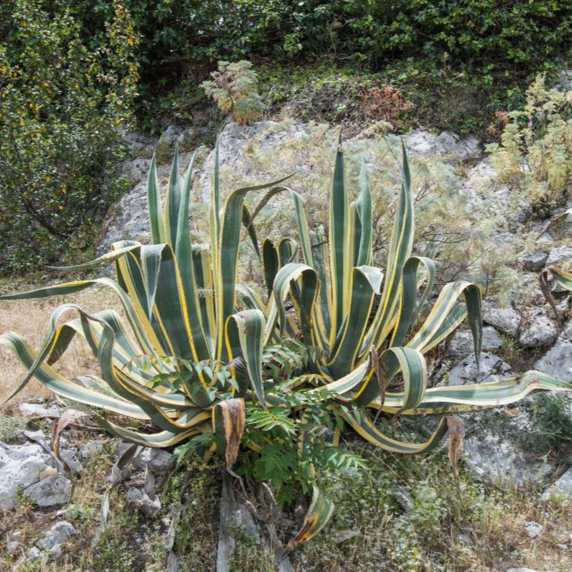 Agave Americana ‘Variegata’