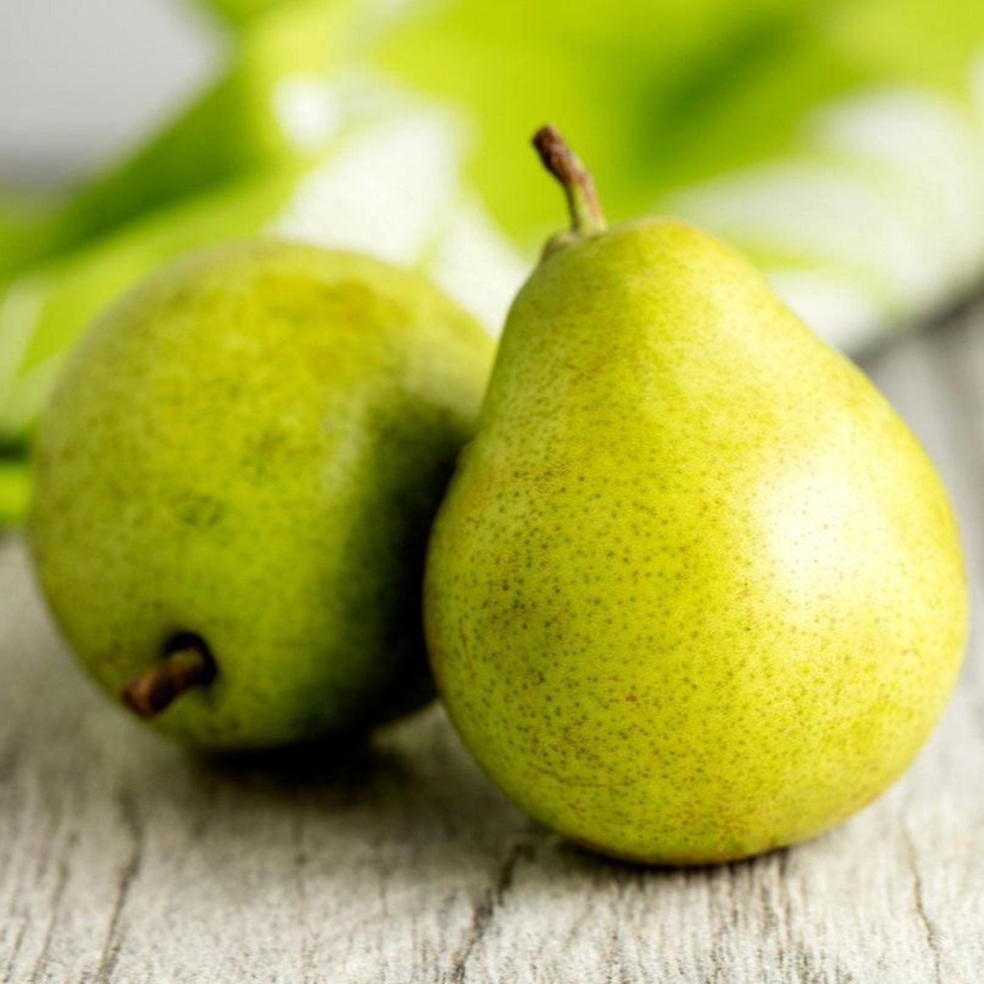 D’Anjou Pear Tree