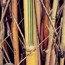 Alphonse Karr Bamboo