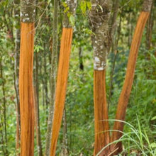 Cinnamon Tree