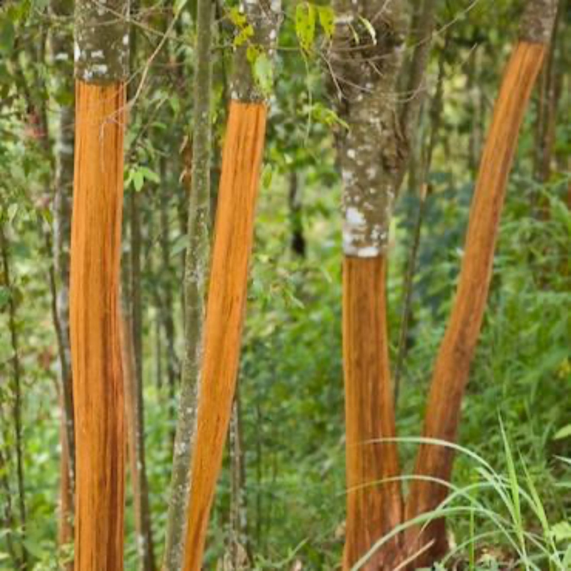 Cinnamon Tree