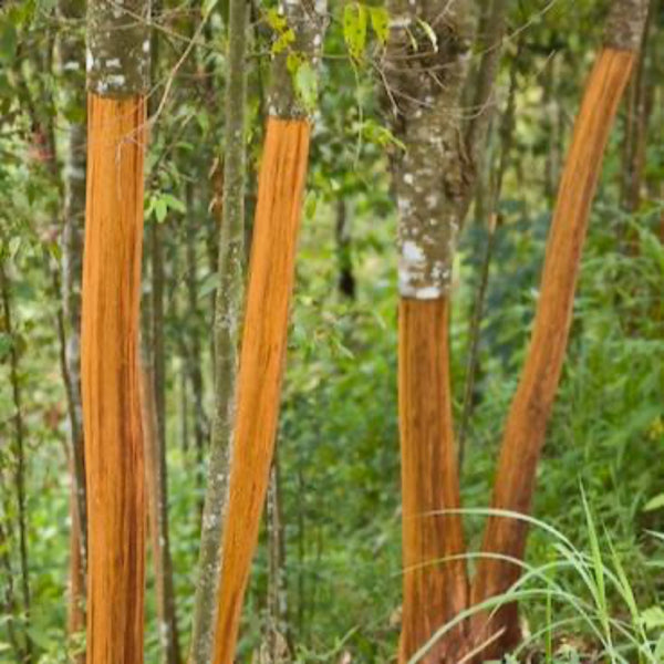 Cinnamon Tree