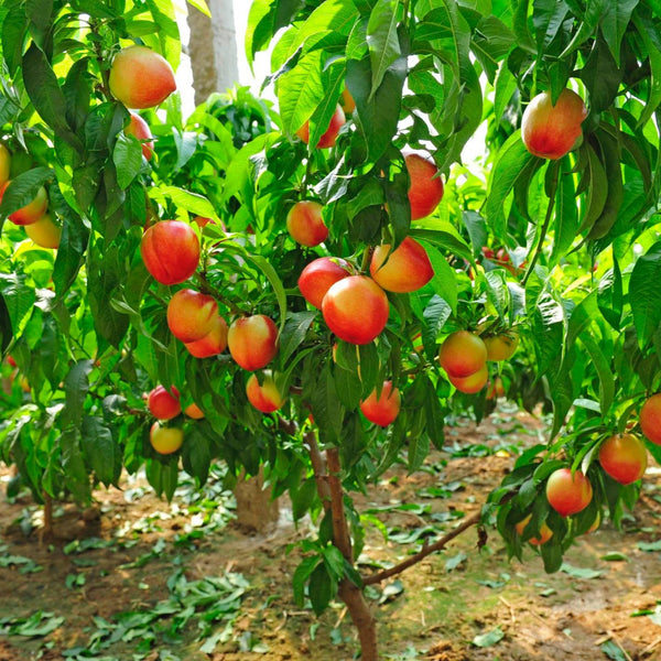 4-in-1 Peach Tree