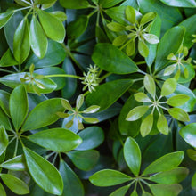 Schefflera (Umbrella Plant)