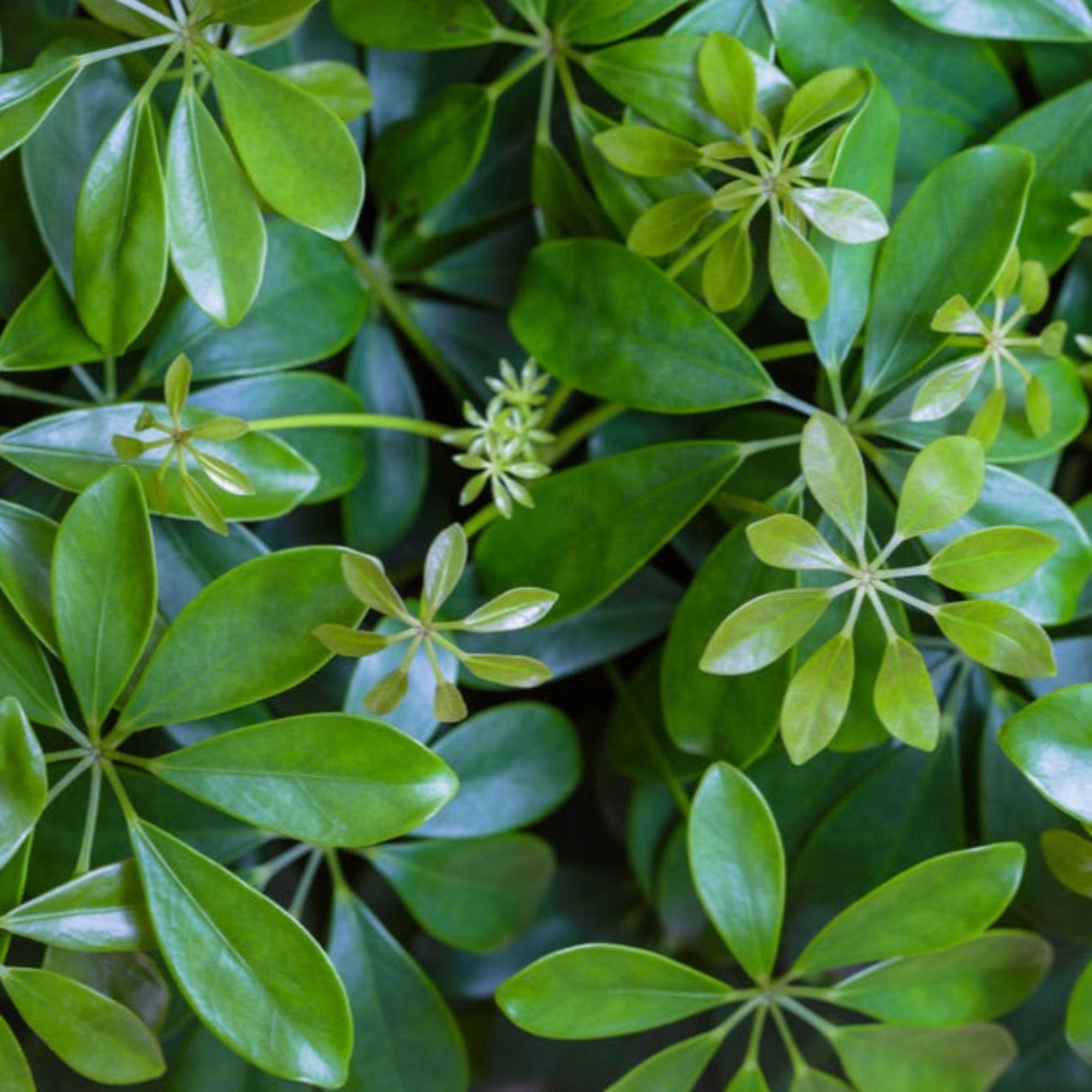Schefflera (Umbrella Plant)