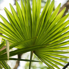 Chinese Fan Palm