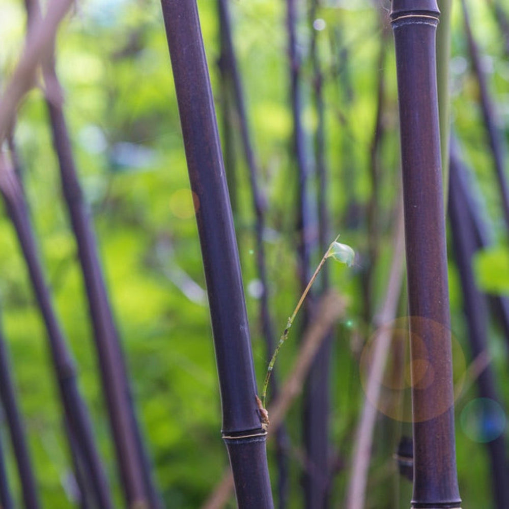 Black Bamboo