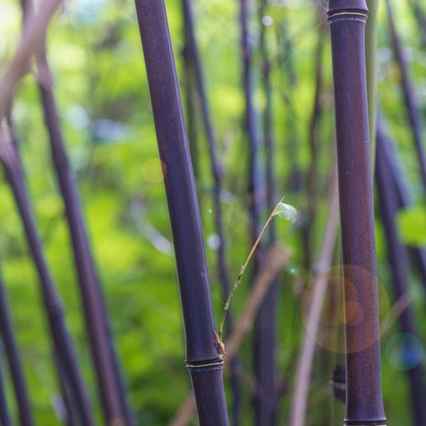 Black Bamboo