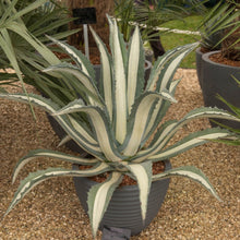 Agave Americana ‘Mediopicta Alba’