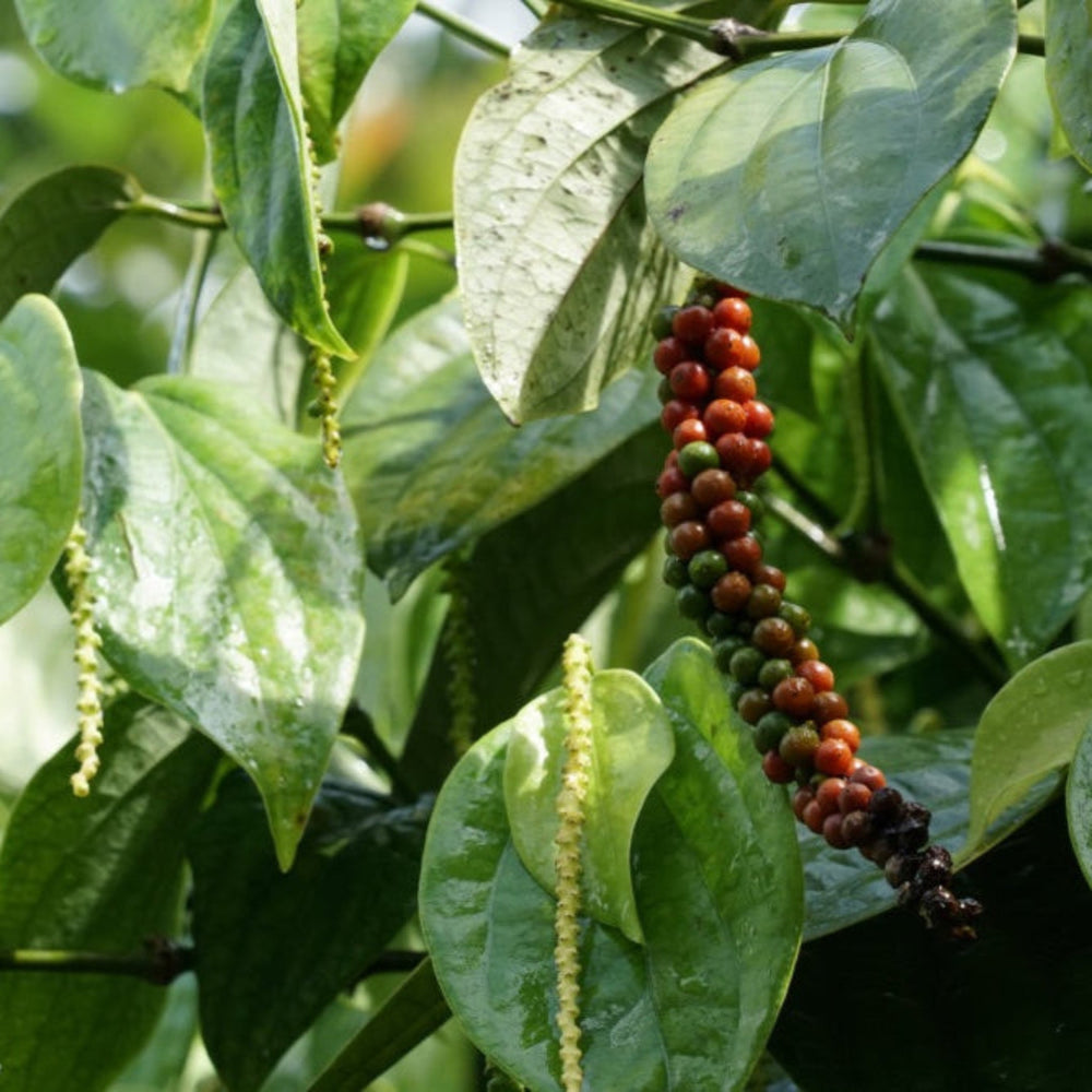 Black Pepper Plant