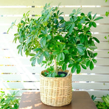 Schefflera (Umbrella Plant)