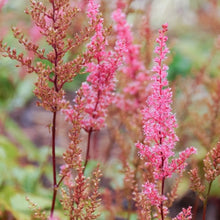 Mighty® Chocolate Cherry Astilbe