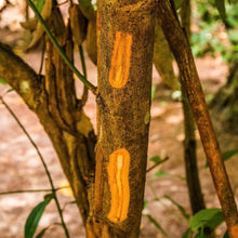 Cinnamon Tree