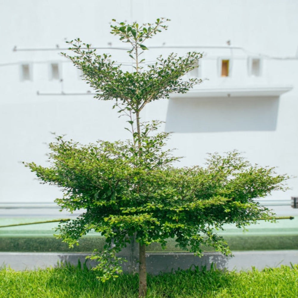 Black Olive Tree