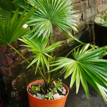 Chinese Fan Palm