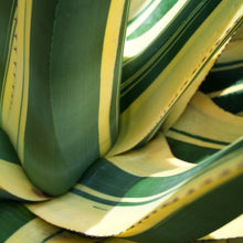 Agave Americana ‘Mediopicta Alba’