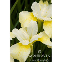 Butter & Sugar Siberian Iris